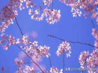 新沂市梵花服饰有限公司