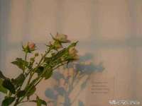新沂市梵花服饰有限公司