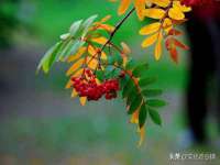新沂市梵花服饰有限公司