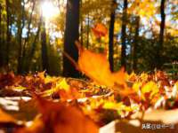 新沂市梵花服饰有限公司