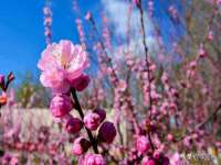 新沂市梵花服饰有限公司