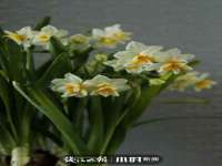 新沂市梵花服饰有限公司
