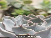 新沂市梵花服饰有限公司