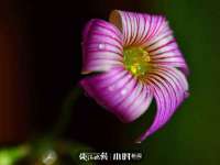 新沂市梵花服饰有限公司