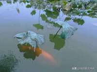 新沂市梵花服饰有限公司