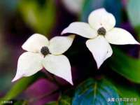 新沂市梵花服饰有限公司