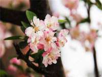新沂市梵花服饰有限公司