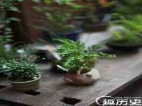 新沂市梵花服饰有限公司