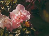 新沂市梵花服饰有限公司