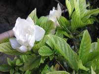 新沂市梵花服饰有限公司