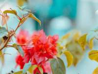 新沂市梵花服饰有限公司