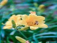 新沂市梵花服饰有限公司