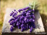 新沂市梵花服饰有限公司